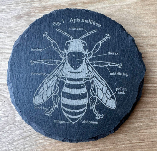 Bee Coaster